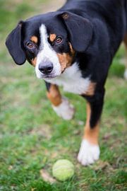 Miko, onze -jarige Entlebucher Sennenhond by Sven Olaerts