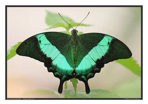 le machaon à rayures vertes