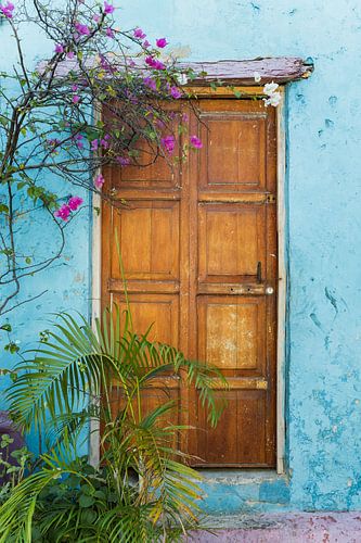 Wooden door with blue wall and boucanville in Colombia - Travel photography - Cartagena Colombia