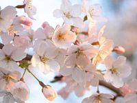 Blossom in the tree