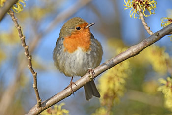 Rouge-gorge
