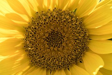 eine Nahaufnahme einer Sonnenblume von W J Kok