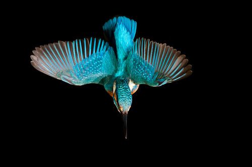 Eisvogel, der im Wurf fotografiert wurde.