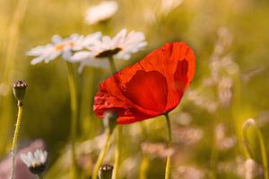 Coquelicots avec magarites sur Kurt Krause