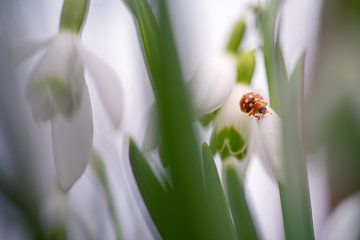 Cremefarbener geflügelter Marienkäfer auf Schneeglöckchen