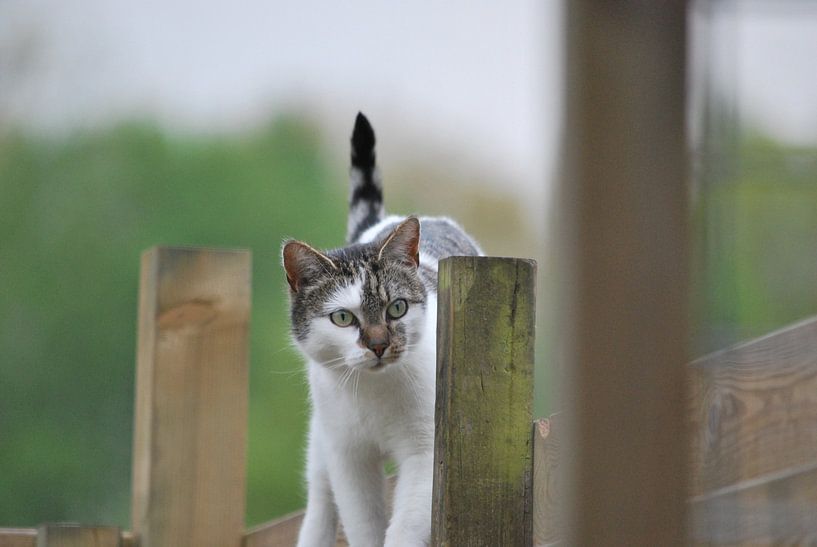 kat over schutting by Marten Wieringa