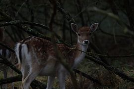 Damhert von Jane Ritman