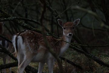 Damhert by Jane Ritman