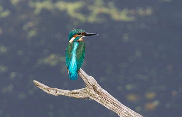 Eisvogel aus einer Fotohütte in Drenthe von Merijn Loch