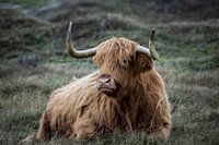 Highlander écossais brun clair et couché
