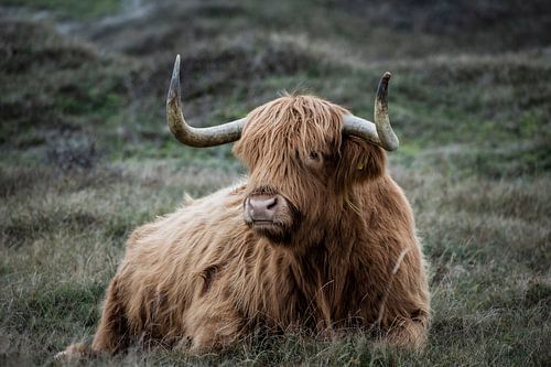 Scottish Highlander light brown and reclining
