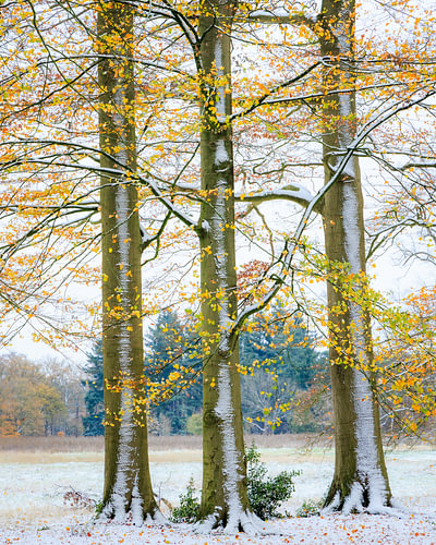 Herfst ontmoet winter in het beukenbos op de Utrechtse Heuvelrug