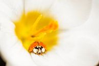 Zomer in de lente met lieveheersbeestje in krokus van Marloes van Pareren thumbnail