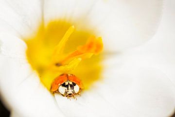Zomer in de lente met lieveheersbeestje in krokus