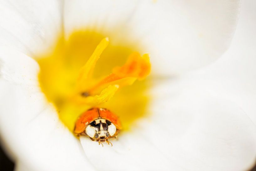 Zomer in de lente met lieveheersbeestje in krokus van Marloes van Pareren