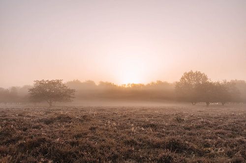 Zonsopkomst in Drenthe - NP Drentsche Aa - roze kleuren