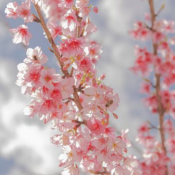 Cherry Blossoms II by Piret Victoria Ribas Photography