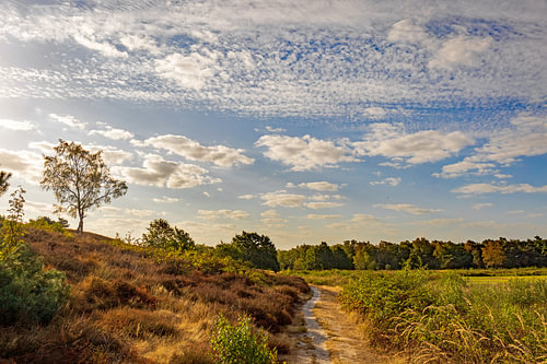 Maasduinen