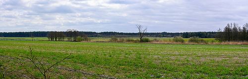 Panorama Kattenbos Lommel: Open Grasvlakte in Limburg van Kristof Leffelaer