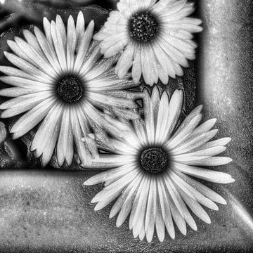 Digital Art Medium Flowers Black and White