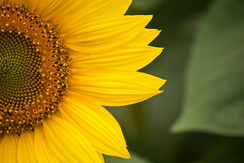 Zonnebloem van Tess Smethurst-Oostvogel