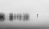 Een aalscholver in de mist in zwart en wit