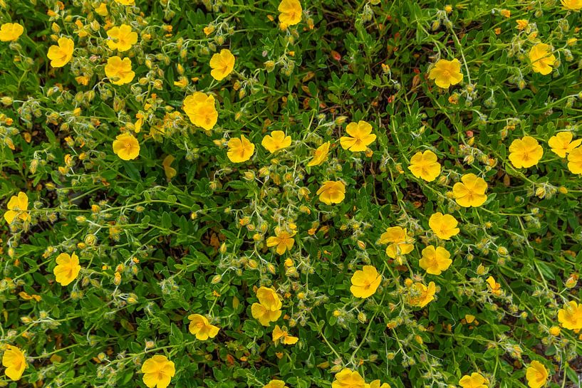 Hélianthème jaune - motif de fond vert par Mixed media vector arts