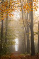 Automne sur la Veluwe dans la brume