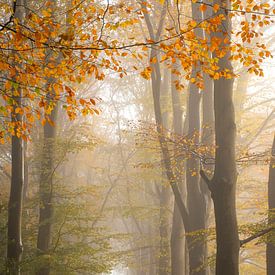 Autumn on the Veluwe (Netherlands) in the mist by Esther Wagensveld
