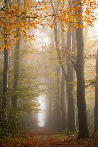 Herfst op de Veluwe in de mist van Esther Wagensveld