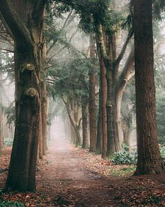 Misty Bos