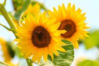 Zonnebloemen