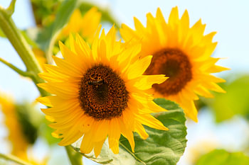 Zonnebloemen