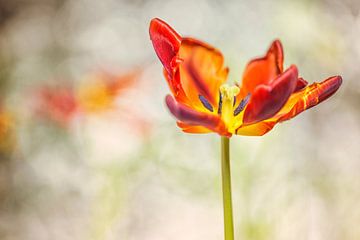 Tulp (Tulipa) van Carola Schellekens