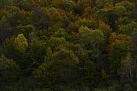 Automne dans la forêt