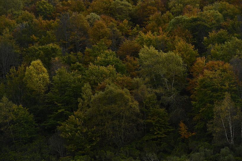 Autumn in the forest by Lies Nierop Fotografie