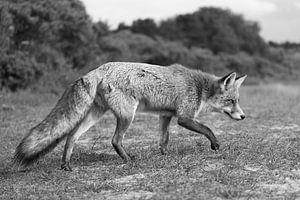 Vos in de Amsterdamse Waterleidingduinen van Sander Jacobs