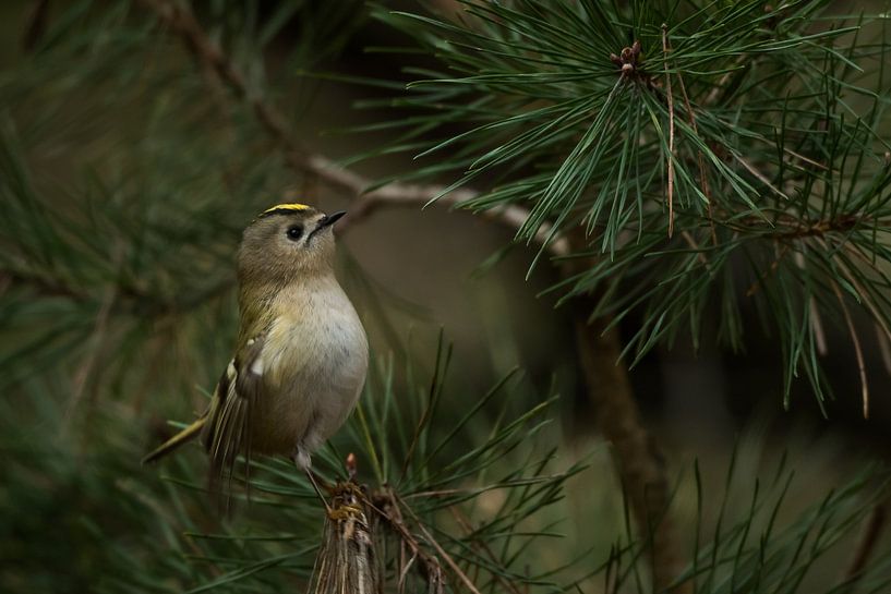 Goldcrest by Danny Slijfer Natuurfotografie