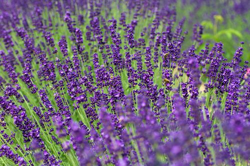 BERLIJN Tiergarten Planten - paarse droom