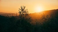Toskanische Olivenbäume in der untergehenden Sonne