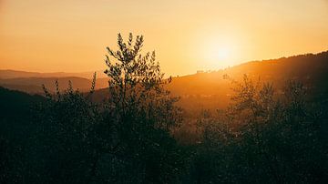 Tuscan olive trees in the setting sun by Studio Reyneveld