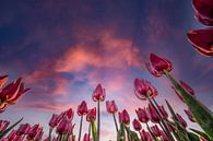 Tulpen tijdens zonsondergang van Tara Kiers thumbnail