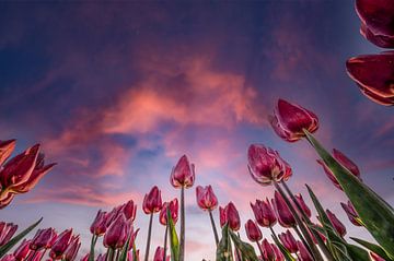 Tulpen tijdens zonsondergang