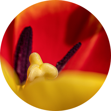 De prachtige stamper van een tulp van Peter Abbes