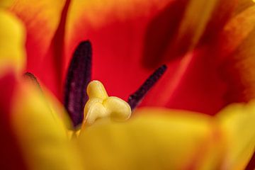 The beautiful pistil of a tulip