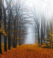 In the forest