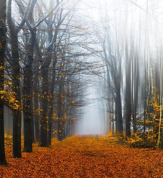 In the forest by Anthony Trabano