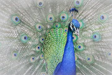 Peacock, Yuzheng Ren by 1x