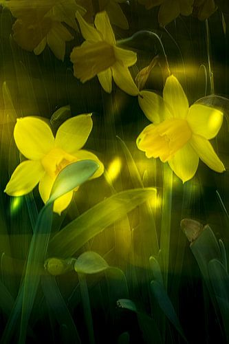Die Narzisse kündigt den Frühling an von Peter Smeekens