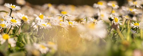 Madeliefjes in de lente zon.